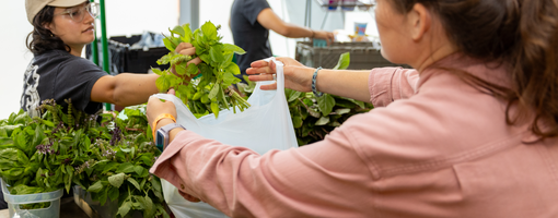 Shapiro Farmers Market_082024