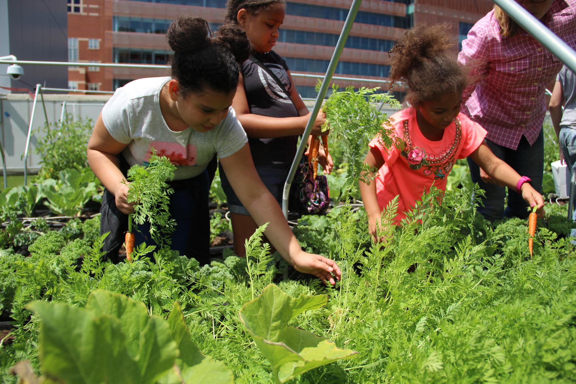 Kids picking vegetables on the Rooftop Farm
