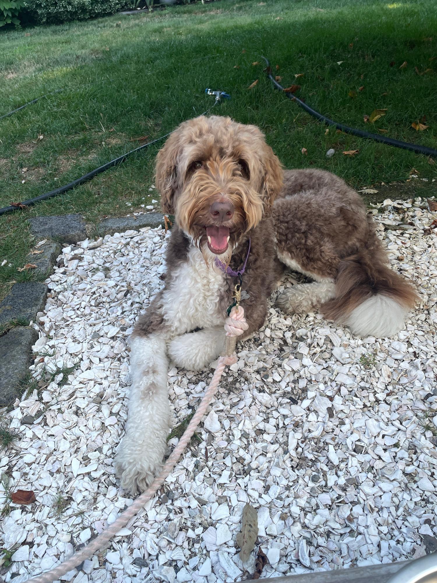 Maple, BMC Healing Pup