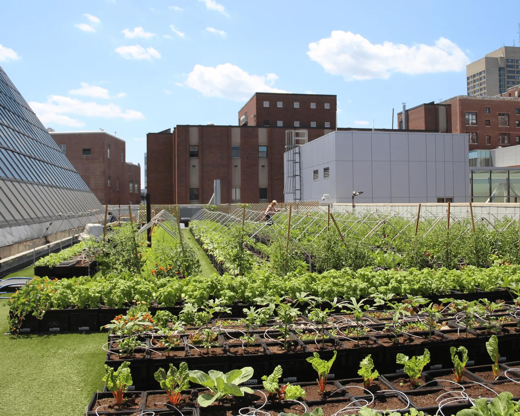 Rooftop Farm at BMC