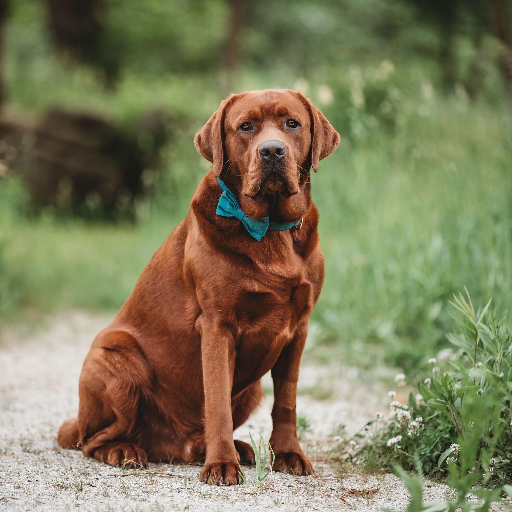 Rory, BMC Healing Pup